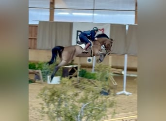 Hanovrien, Jument, 10 Ans, 173 cm, Bai