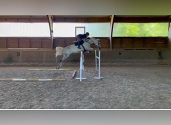 Hanovrien, Jument, 10 Ans, 174 cm, Gris