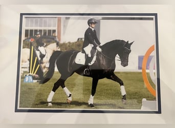 Hanovrien, Jument, 10 Ans, 174 cm, Noir