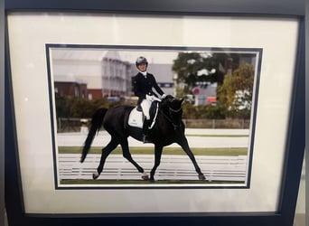Hanovrien, Jument, 10 Ans, 174 cm, Noir