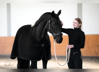 Hanovrien, Jument, 10 Ans, 174 cm, Noir
