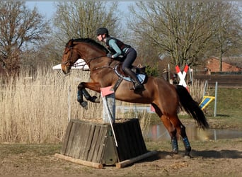 Hanovrien, Jument, 10 Ans, 177 cm, Bai