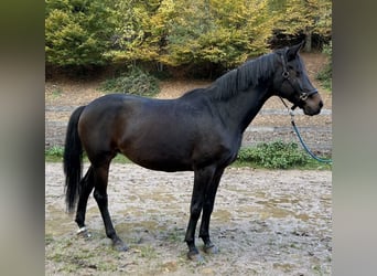 Hanovrien, Jument, 10 Ans, Bai brun foncé