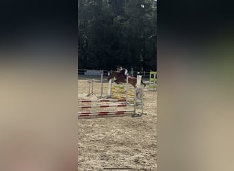 Hanovrien, Jument, 11 Ans, 154 cm, Bai