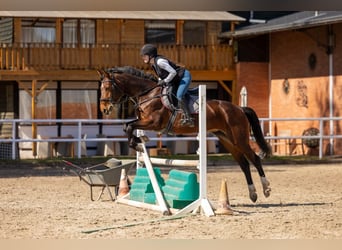 Hanovrien, Jument, 11 Ans, 154 cm, Bai