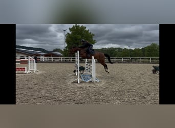 Hanovrien, Jument, 11 Ans, 154 cm, Bai