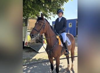 Hanovrien, Jument, 11 Ans, 154 cm, Bai