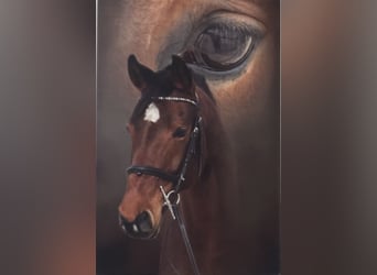 Hanovrien, Jument, 11 Ans, 154 cm, Bai