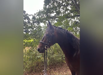 Hanovrien, Jument, 11 Ans, 160 cm, Bai brun