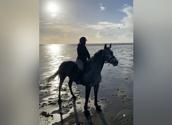 Hanovrien, Jument, 11 Ans, 163 cm, Gris pommelé