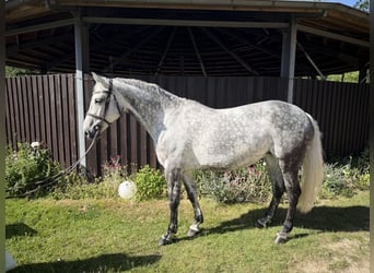 Hanovrien, Jument, 11 Ans, 163 cm, Gris pommelé