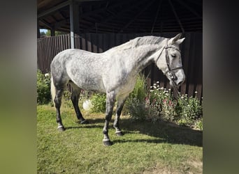 Hanovrien, Jument, 11 Ans, 163 cm, Gris pommelé