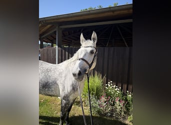 Hanovrien, Jument, 11 Ans, 163 cm, Gris pommelé
