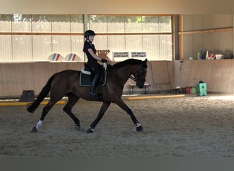 Hanovrien, Jument, 11 Ans, 164 cm, Bai