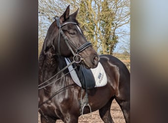 Hanovrien, Jument, 11 Ans, 164 cm, Noir