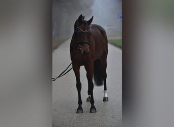 Hanovrien, Jument, 11 Ans, 165 cm, Bai brun