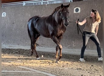 Hanovrien, Jument, 11 Ans, 165 cm