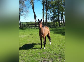 Hanovrien, Jument, 11 Ans, 167 cm, Bai brun