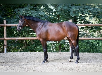 Hanovrien, Jument, 11 Ans, 167 cm, Bai