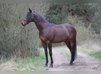Hanovrien, Jument, 11 Ans, 168 cm, Bai brun foncé
