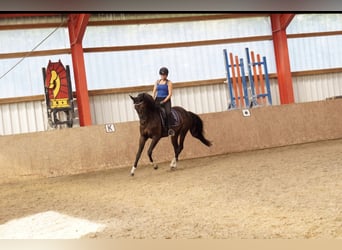 Hanovrien, Jument, 11 Ans, 168 cm