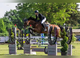 Hanovrien, Jument, 11 Ans, 169 cm, Bai