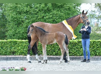 Hanovrien, Jument, 11 Ans, 169 cm, Bai