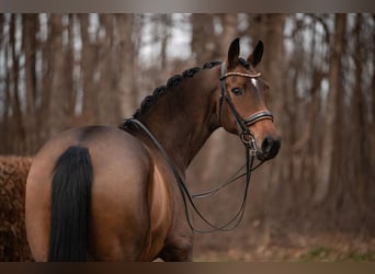 Hanovrien, Jument, 11 Ans, 170 cm, Bai