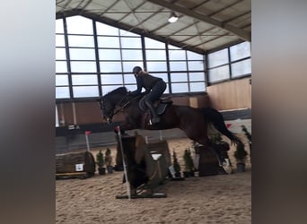 Hanovrien, Jument, 11 Ans, 170 cm, Bai