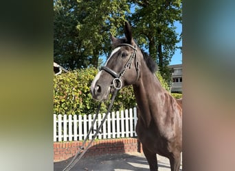 Hanovrien, Jument, 11 Ans, 170 cm