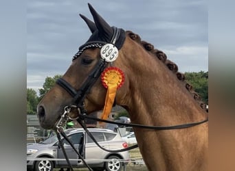 Hanovrien, Jument, 11 Ans, 172 cm, Alezan