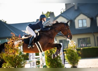 Hanovrien, Jument, 11 Ans, 172 cm, Bai cerise