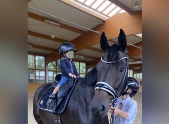 Hanovrien, Jument, 11 Ans, 173 cm, Bai brun foncé