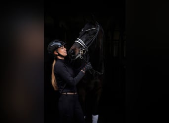 Hanovrien, Jument, 11 Ans, 173 cm, Bai brun foncé