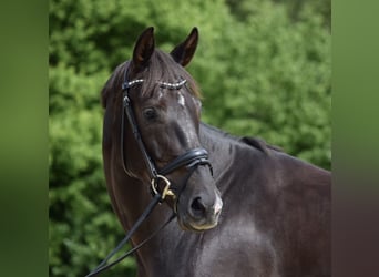 Hanovrien, Jument, 11 Ans, 174 cm, Alezan brûlé