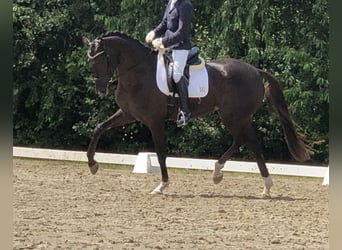 Hanovrien, Jument, 11 Ans, 174 cm, Alezan brûlé