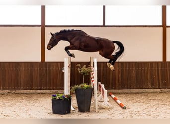 Hanovrien, Jument, 12 Ans, 154 cm, Bai