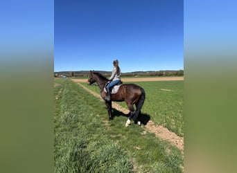 Hanovrien, Jument, 12 Ans, 154 cm, Bai