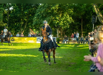 Hanovrien, Jument, 12 Ans, 158 cm, Bai