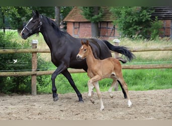 Hanovrien, Jument, 12 Ans, 162 cm, Noir