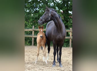 Hanovrien, Jument, 12 Ans, 162 cm, Noir