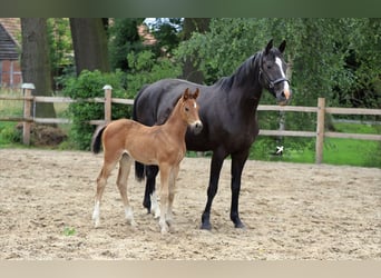 Hanovrien, Jument, 12 Ans, 162 cm, Noir