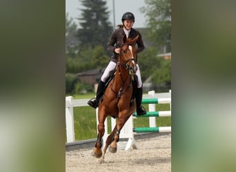 Hanovrien, Jument, 12 Ans, 164 cm, Alezan
