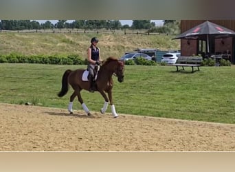Hanovrien, Jument, 12 Ans, 166 cm, Alezan