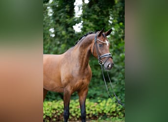 Hanovrien, Jument, 12 Ans, 167 cm, Bai