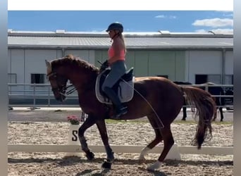 Hanovrien, Jument, 12 Ans, 168 cm, Alezan