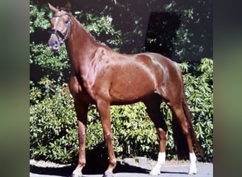 Hanovrien, Jument, 12 Ans, 168 cm, Alezan