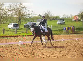 Hanovrien, Jument, 12 Ans, 168 cm, Bai