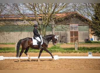 Hanovrien, Jument, 12 Ans, 168 cm, Bai