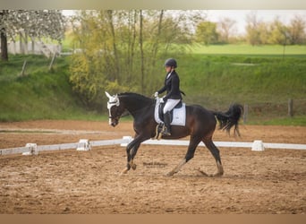 Hanovrien, Jument, 12 Ans, 168 cm, Bai